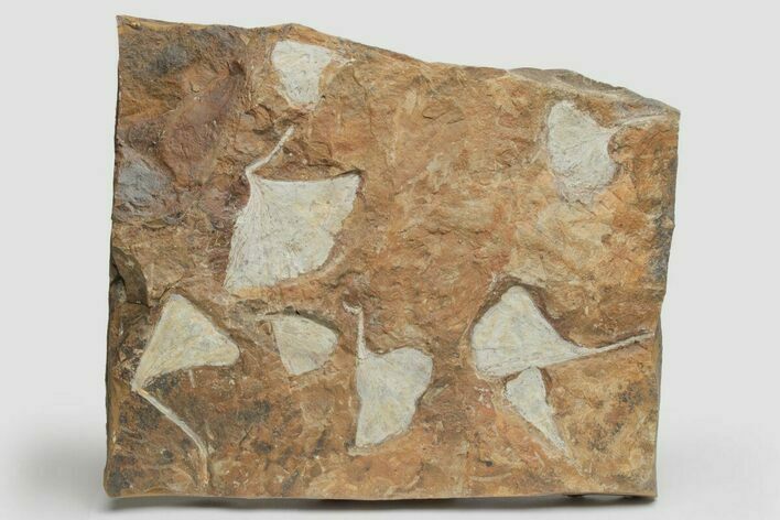 Plate Of Fossil Ginkgo Leaves From North Dakota - Paleocene #221223